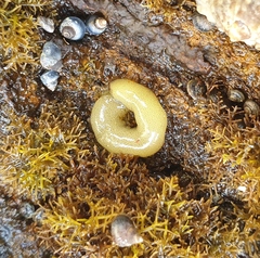 Siphonaria australis