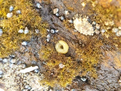 Siphonaria australis