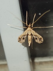 Lineodes