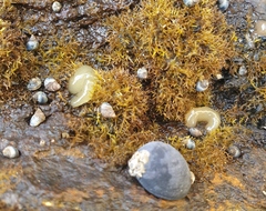 Siphonaria australis