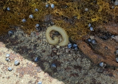 Siphonaria australis