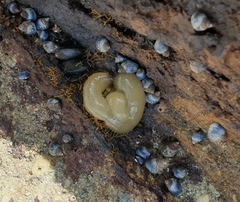 Siphonaria australis