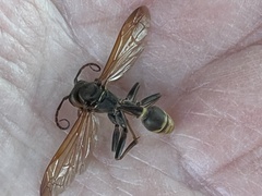 Mischocyttarus flavitarsis