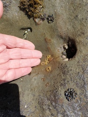 Siphonaria australis