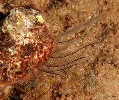 Hydrozoa