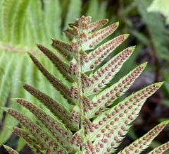 Polystichum californicum