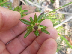 Crocanthemum canadense