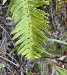 Polystichum californicum