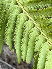 Polystichum californicum