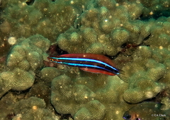 Plagiotremus ewaensis