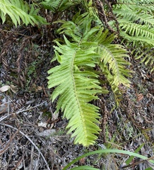 Polystichum californicum