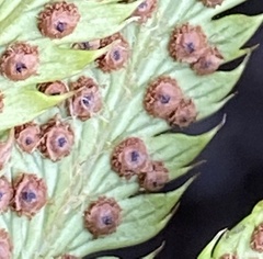Polystichum californicum