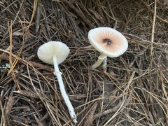 Lepiota