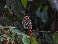 Myiodynastes maculatus