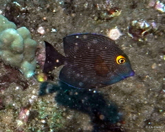 Ctenochaetus strigosus