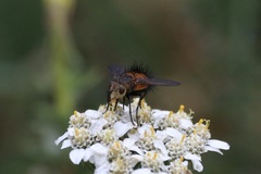 Paradejeania rutilioides