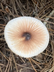 Lepiota