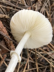 Lepiota