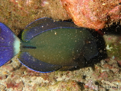 Acanthurus blochii