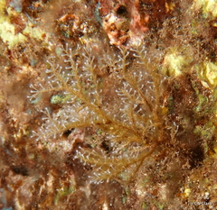 Hydrozoa