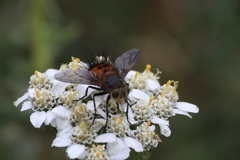 Paradejeania rutilioides