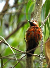 Colaptes rivolii