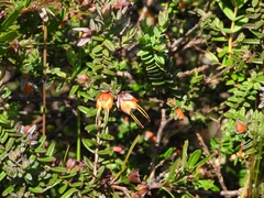 Darwinia citriodora