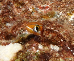 Plagiotremus goslinei