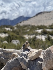 Callospermophilus lateralis bernardinus