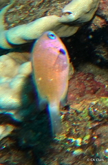 Pycnochromis pacifica