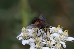 Paradejeania rutilioides