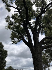 Erythrina vespertilio
