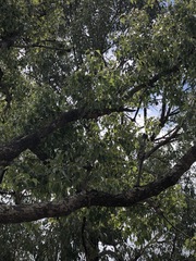 Erythrina vespertilio