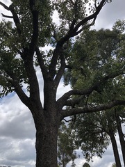 Erythrina vespertilio