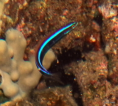 Plagiotremus ewaensis