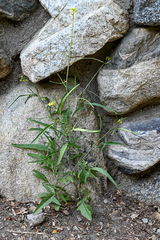 Sisymbrium orientale