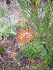 Leucospermum lineare
