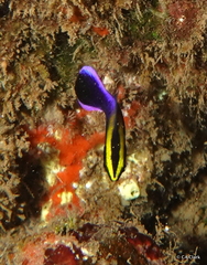 Labroides phthirophagus