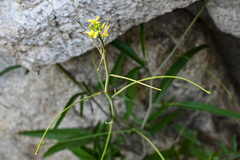 Sisymbrium orientale