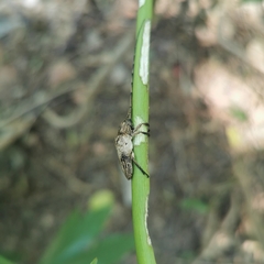 Aulaconotus pachypezoides