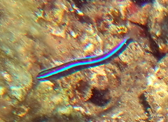 Plagiotremus ewaensis