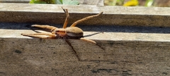 Dolomedes minor