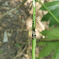 Aulaconotus pachypezoides