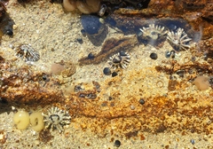 Siphonaria australis