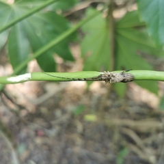 Aulaconotus pachypezoides