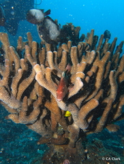 Pocillopora grandis