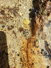 Siphonaria australis