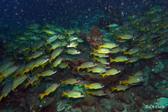Lutjanus kasmira