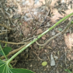 Aulaconotus pachypezoides