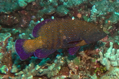 Cephalopholis argus